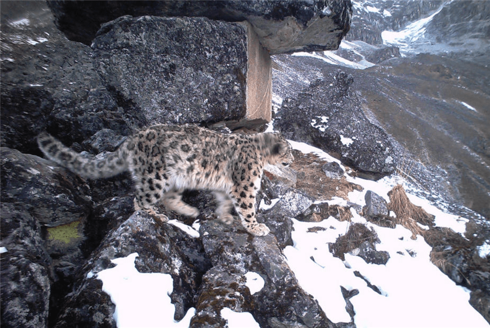 九游娱乐-祁连暴熊队对阵西城雪豹队,电竞半决赛惊险晋级,内线统治篮板——韧性与执行并存(狼队电竞和英超狼队)